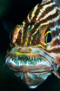 Cardinalfish brooding eggs: 60mm lens with +3 diopter. by Paul Colley 